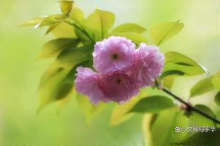 范晓冬：没蒋光太会输更多 谭龙在国家队没发挥特点&别去喷他